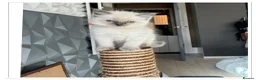 Ragdoll cats for sale: 4 Stunning male pure ragdoll kittens  - Advert 11