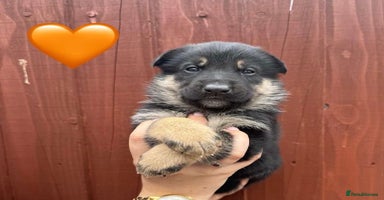 German Shepherd dogs - Advert 11
