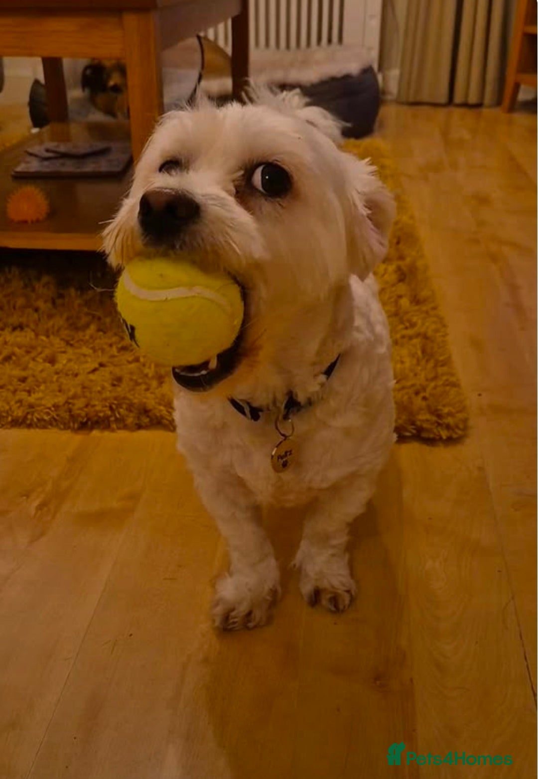 Mixed Breed dogs for adoption: NORRIS  - Advert 6