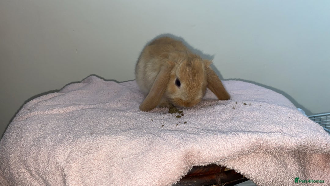 Mini Lop rabbits for sale: Mixed litter of mini lop babies for sale  - Image 8