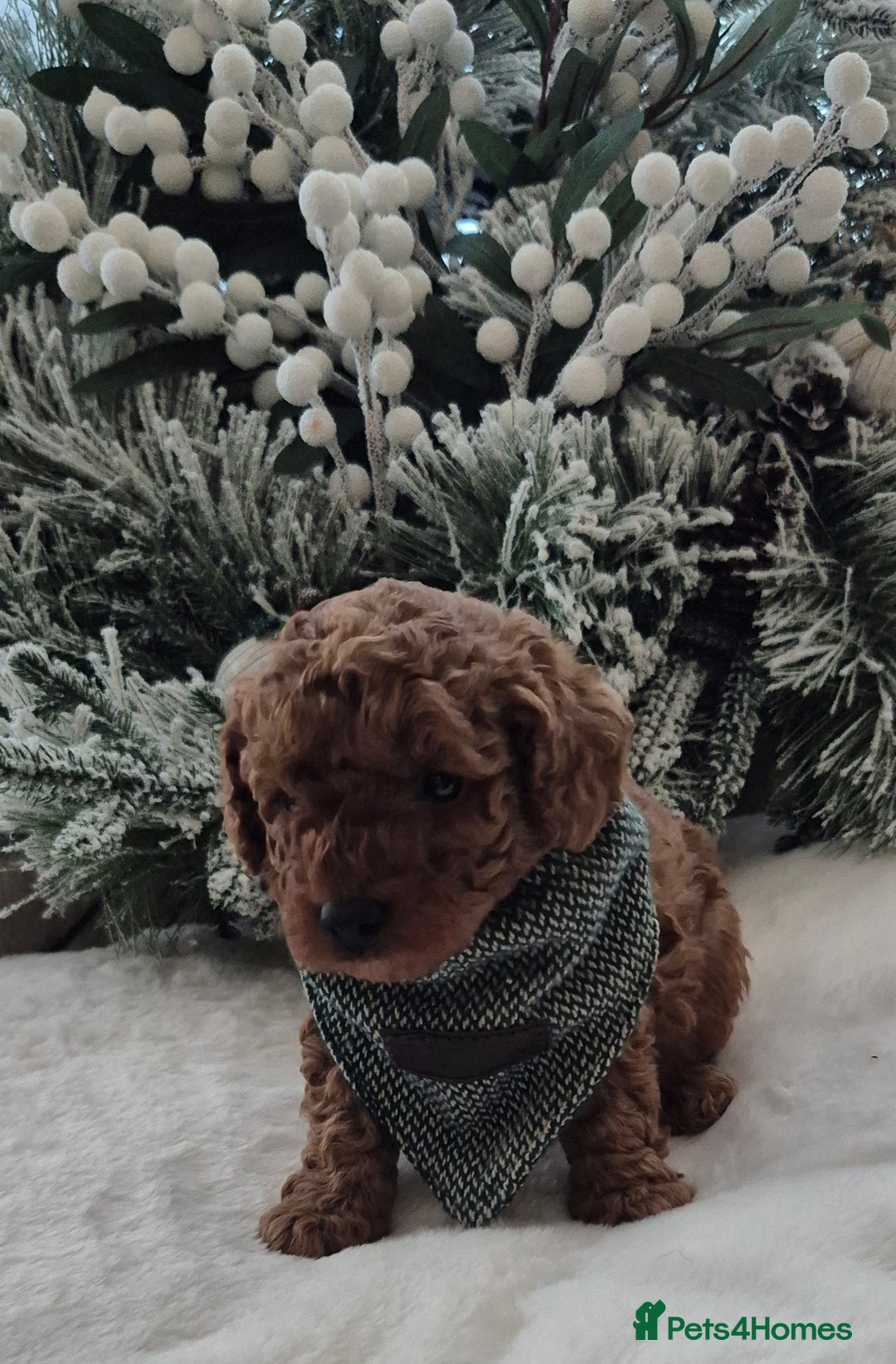 Toy Poodle dogs for sale: KC REG HEALTH TESTED TOY POODLE  - Advert 10