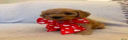 Cockapoo dogs for sale: 7 Gorgeous Cockapoo Puppies Left - Advert 1