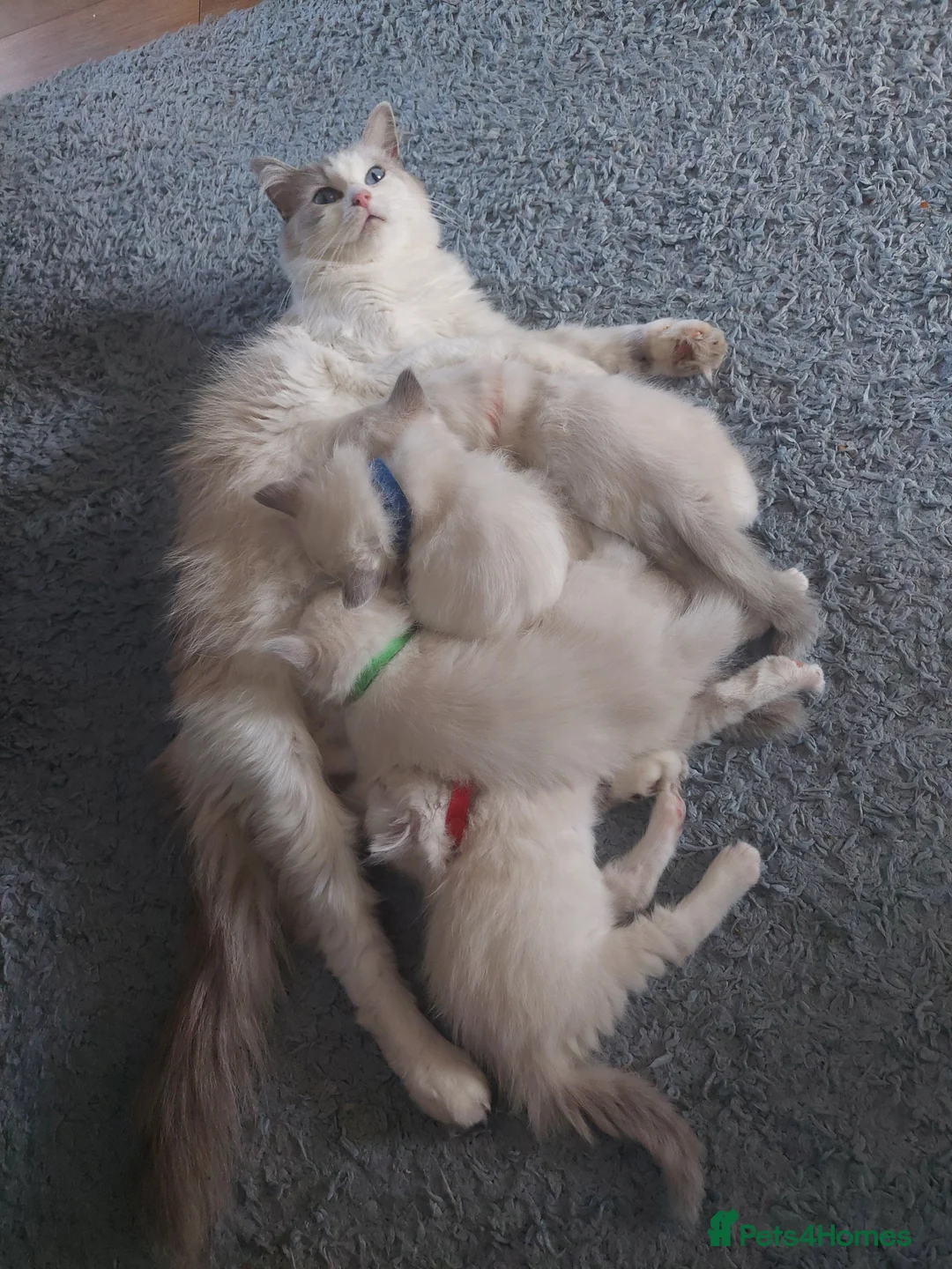 Ragdoll cats for sale: 5 Beautiful Ragdoll Kittens  in Hereford - Advert 2