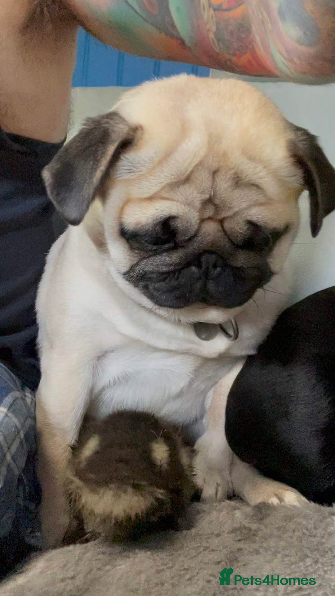 Mixed Breed dogs for sale: The Pug Who Raised a Duck Is Now Expecting Her Own - Advert 3