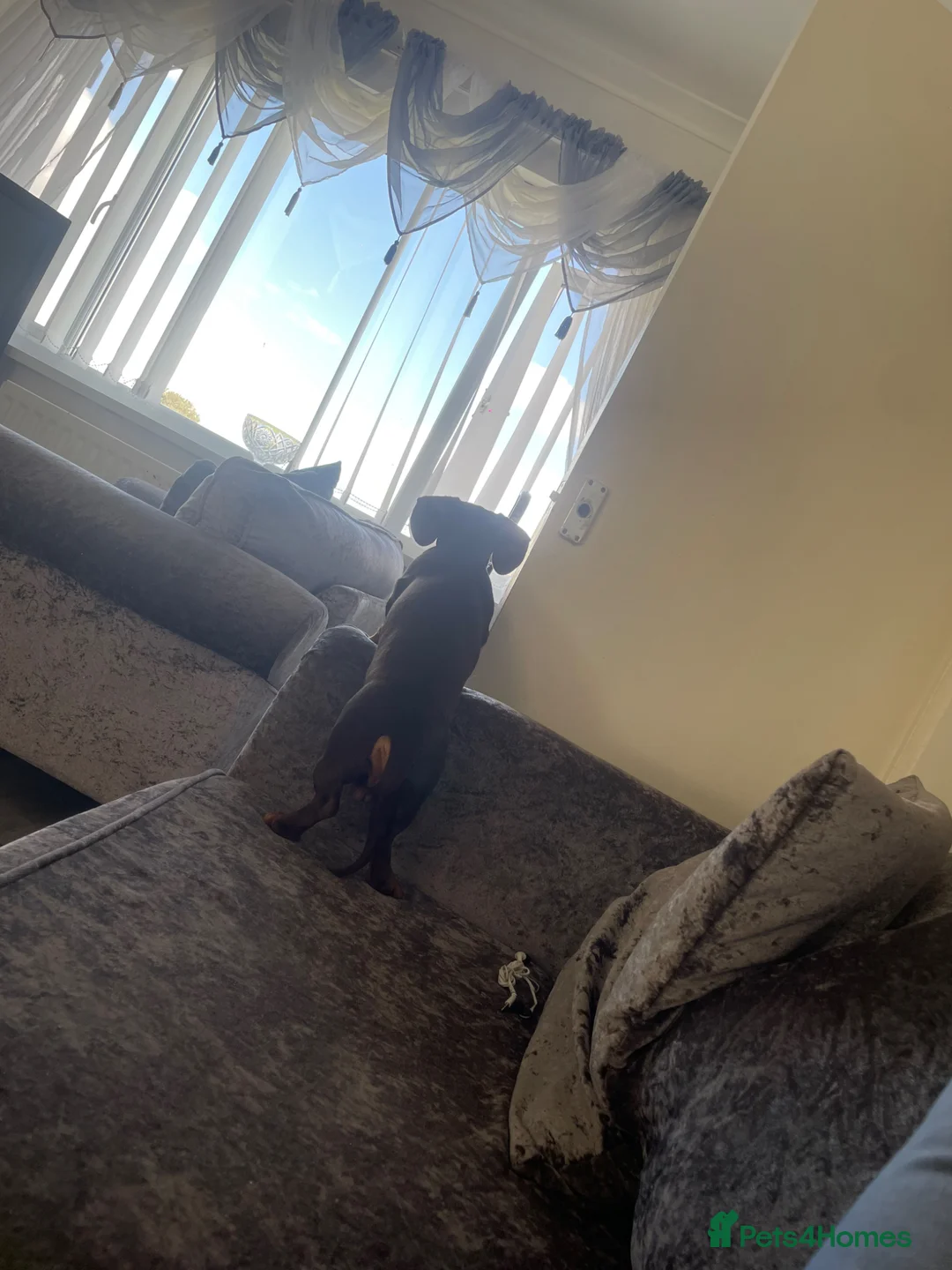 Miniature Dachshund dogs for sale: Chocolate and tan miniature dachshund - Advert 2