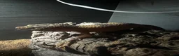 Leopard Gecko reptiles for sale: Leopard Gecko + Vivarium Set Up - Advert 4