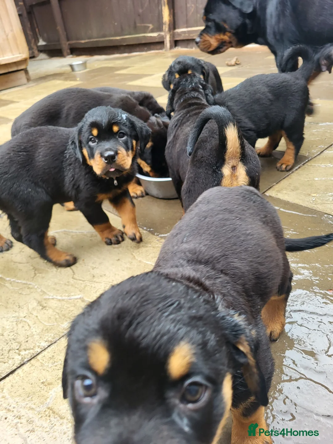 Rottweiler dogs for sale: Rottweiler pupps for sale  - Advert 14