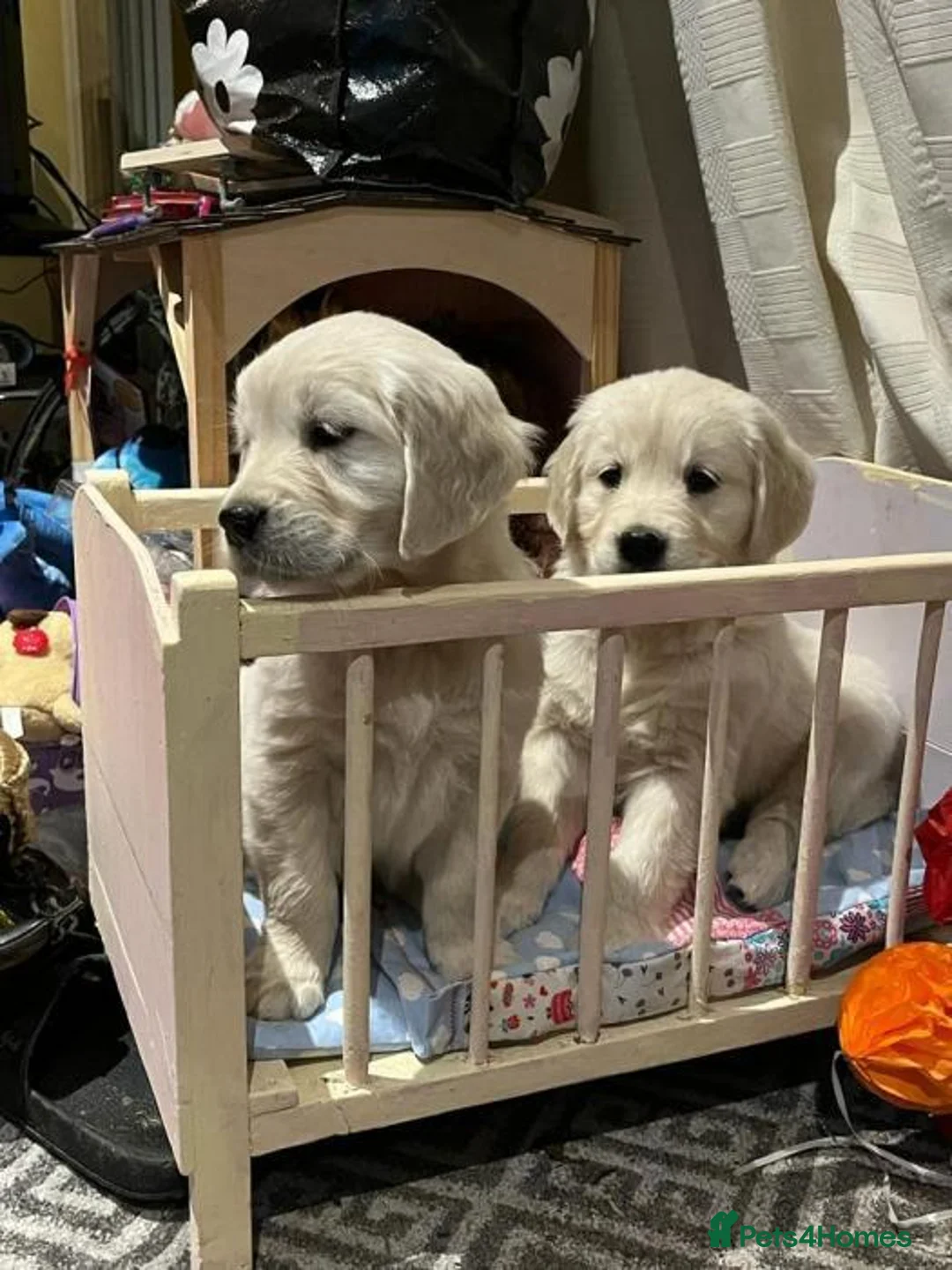 Golden Retriever dogs for sale: CHUNKY GOLDEN RETRIEVER PUPPIES £1495 - Advert 5