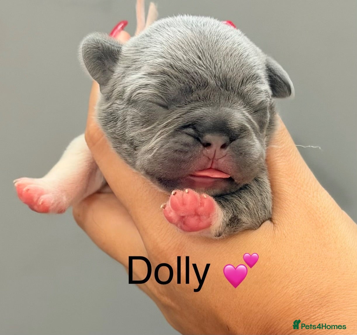 French Bulldog dogs KC registered frenchbulldogs - Advert 1