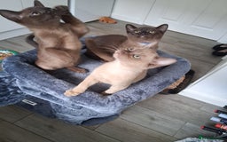 Burmese cats for sale: Stunning burmese kittens available. - Image 2