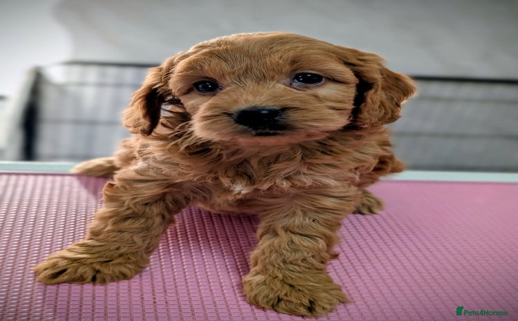 Cockapoo dogs Stunning health tested F1 cockapoo puppies - Advert 6