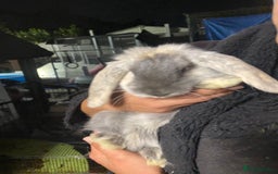 Mini Lop rabbits for sale: Mini lop bunnies for sale  - Image 7