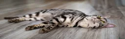 Bengal cats for sale: Bengal boy - Advert 5