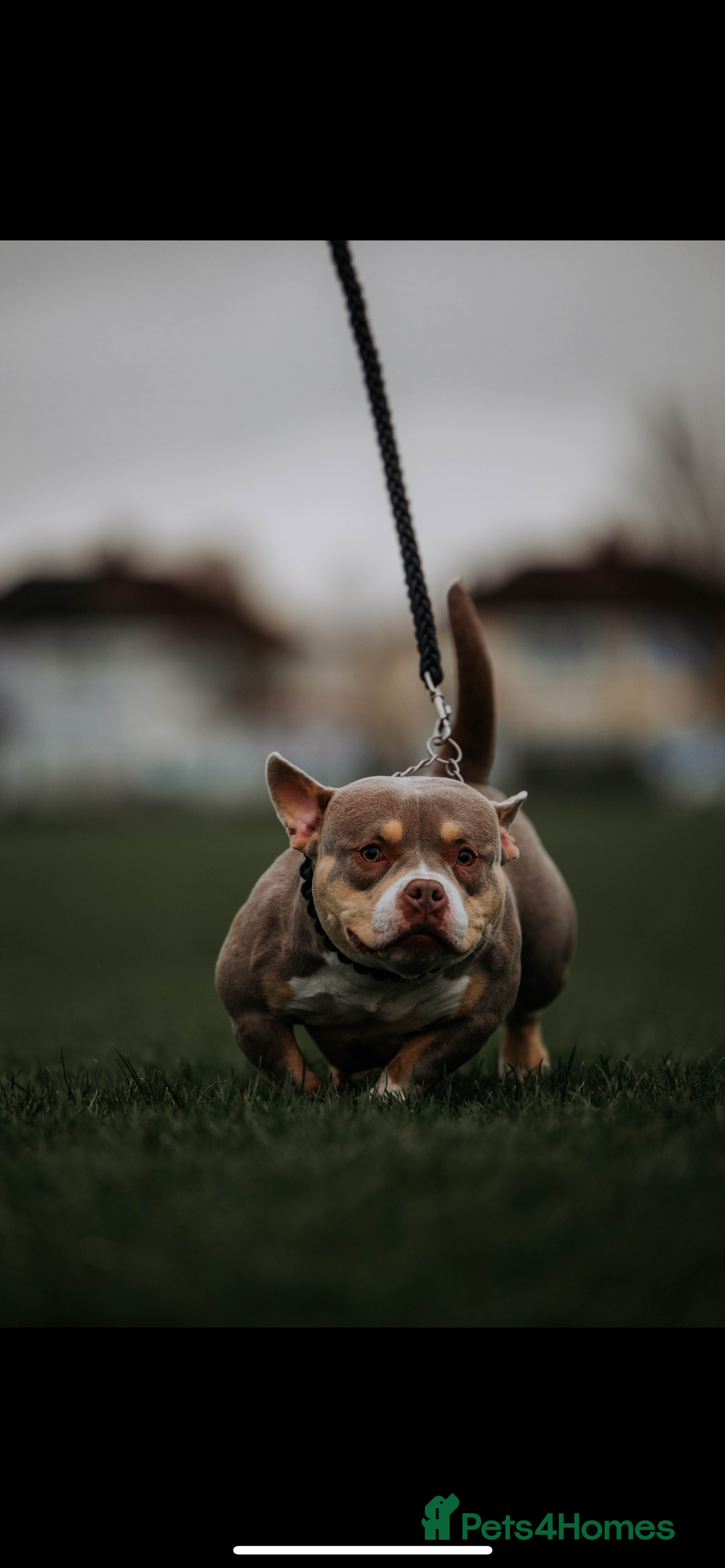 American Bully dogs for sale: Top quality micro bully’s  - Image 9