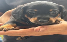Mixed Breed dogs for sale: Jack Russell x Dachshund - Image 4