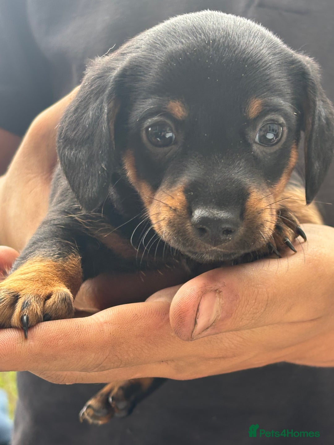 Mixed Breed dogs for sale: Jack Russell x Dachshund - Image 4
