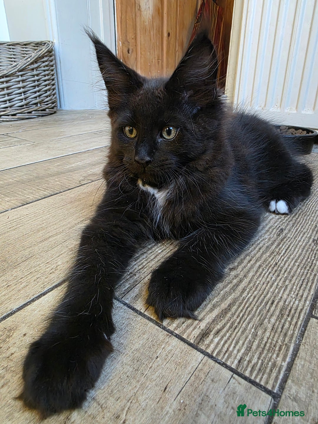 Maine Coon cats for sale: 2 Girls & 1 Boy Left ❤️ GCCF Maine Coon kittens  - Image 8