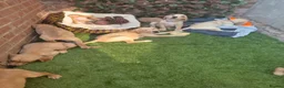 Goldador dogs for sale: Gorgeous F1 Goldador puppies from excellent lines - Advert 1