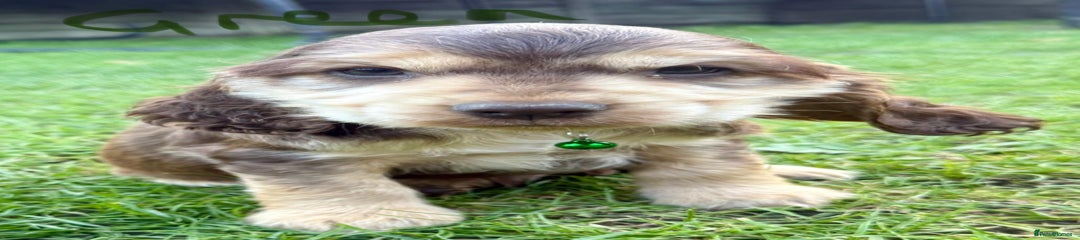 Green boy 