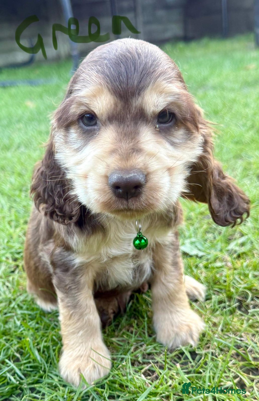 Cocker Spaniel dogs for sale: Cocker spaniels  - Image 6