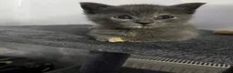 Mixed Breed cats for sale: Lovely kittens ready for loving homes - Advert 14