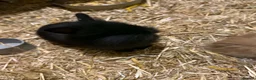 Mini Lion Lop rabbits for sale: Lion lops - Advert 5