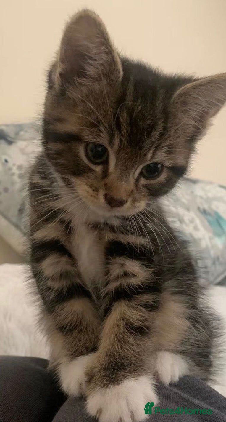 Mixed Breed cats Tabby kittens    - Advert 3