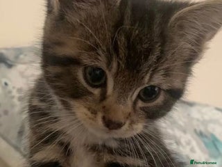 Mixed Breed cats Tabby kittens - Advert 3