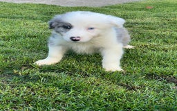 Border Collie dogs for sale: Border Collies READY NOW - Image 21