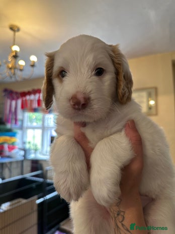 Labradoodle dogs in Knighton - Advert 3