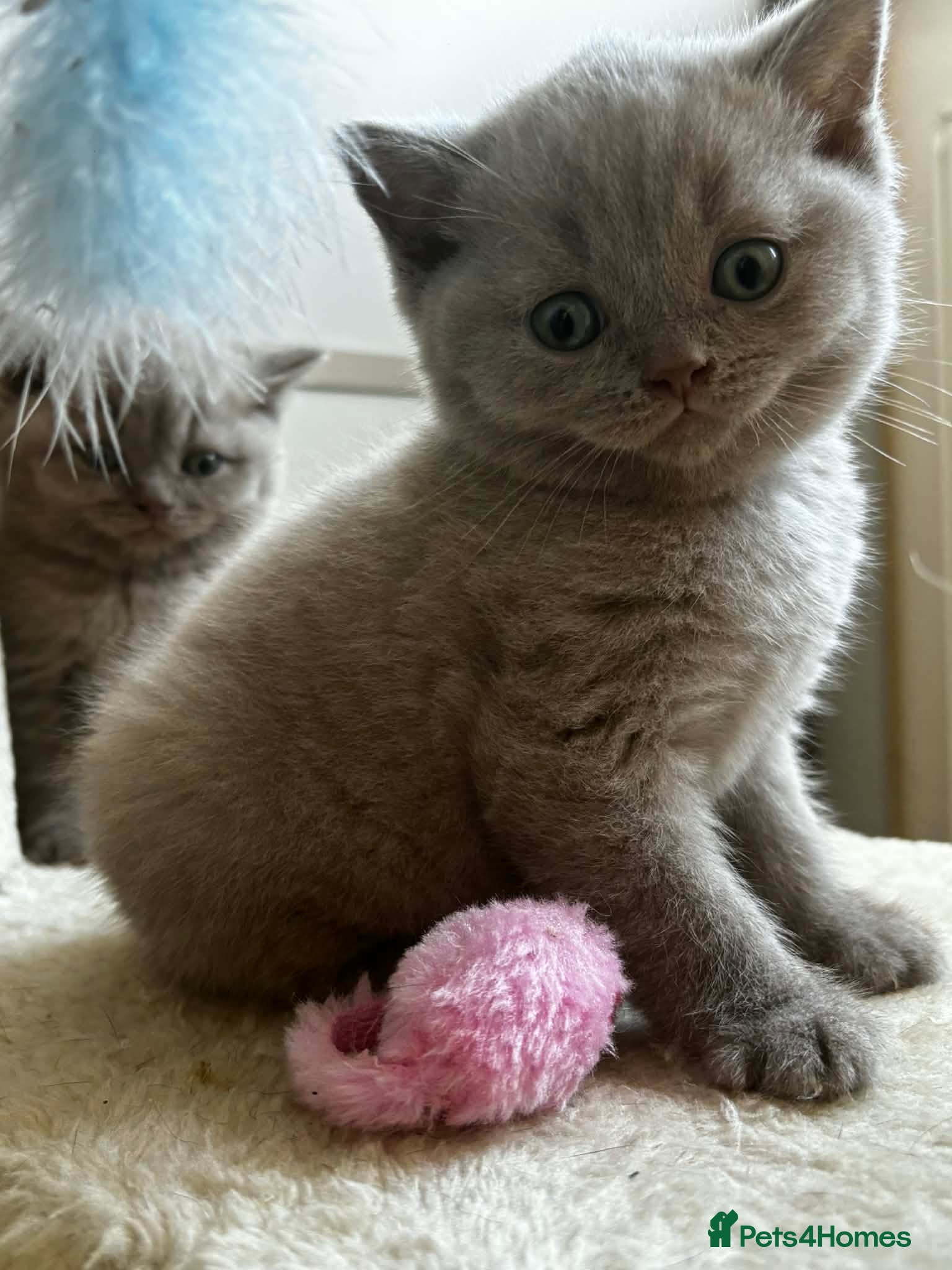 Scottish Fold cats Beautiful Scottish fold/straight kittens☺️ - Advert 15