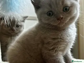 Scottish Fold cats Beautiful Scottish fold/straight kittens☺️ - Advert 15