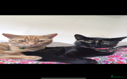 Domestic Shorthair cats for sale: Urgently needing re-homing  - Image 6