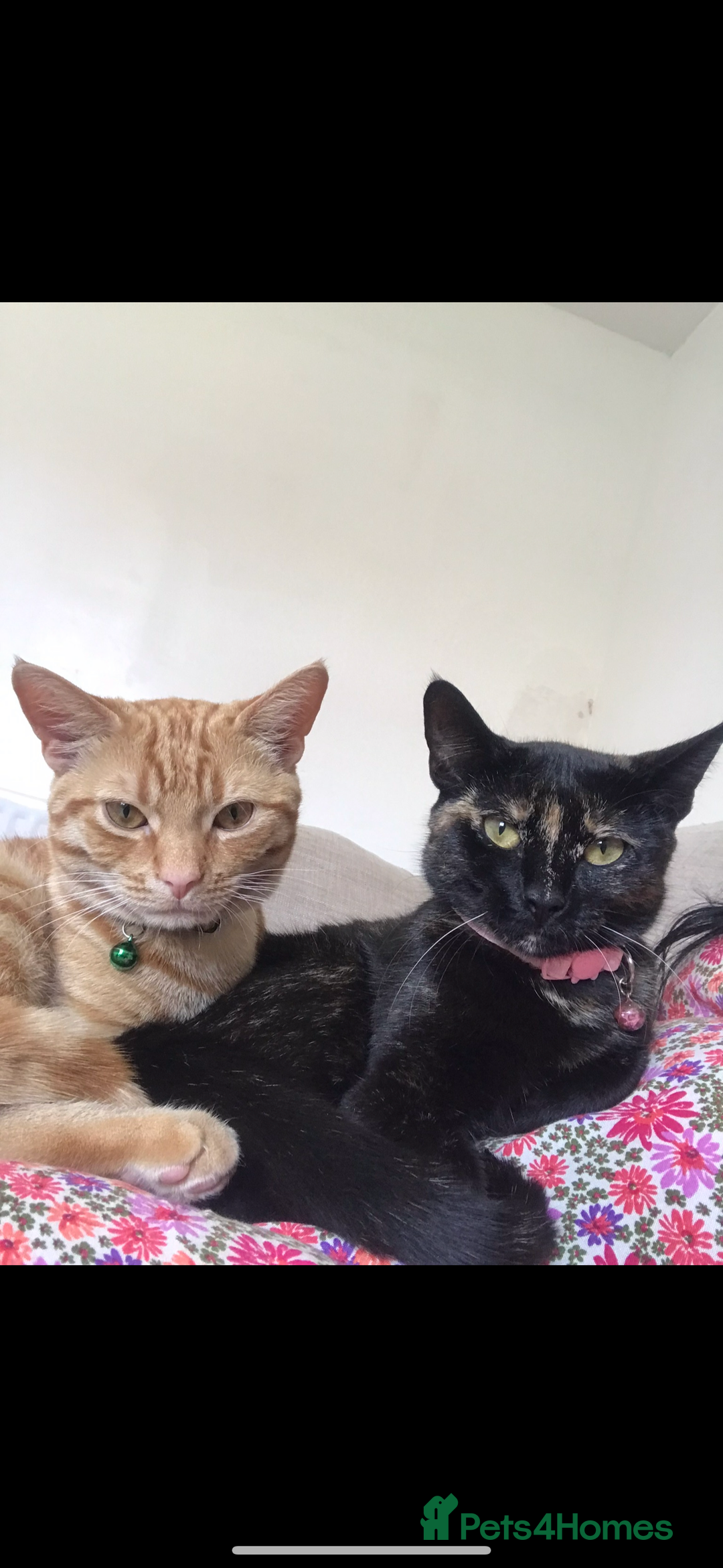 Domestic Shorthair cats for sale: Urgently needing re-homing  - Image 6