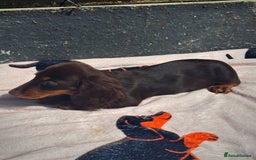 Miniature Dachshund dogs for sale: 2 gorgeous fluffy boys  - Image 5