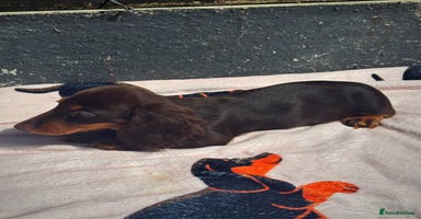 Miniature Dachshund dogs - Advert 2