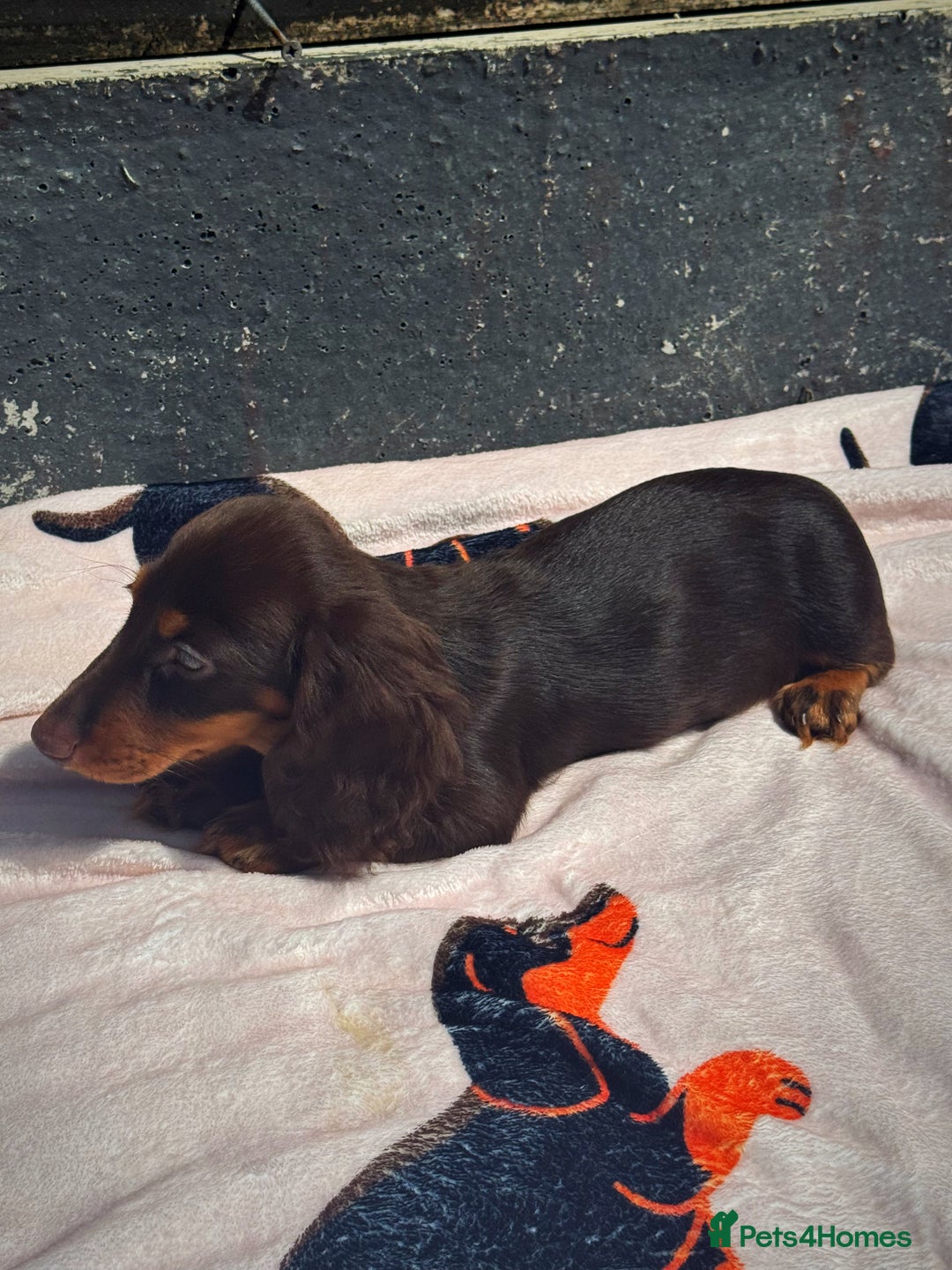 Miniature Dachshund dogs for sale: 2 gorgeous fluffy boys  - Image 5