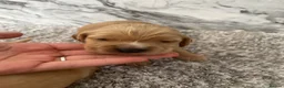 Cockerdor dogs for sale: Cockerdor Puppys 🐾 - Advert 10