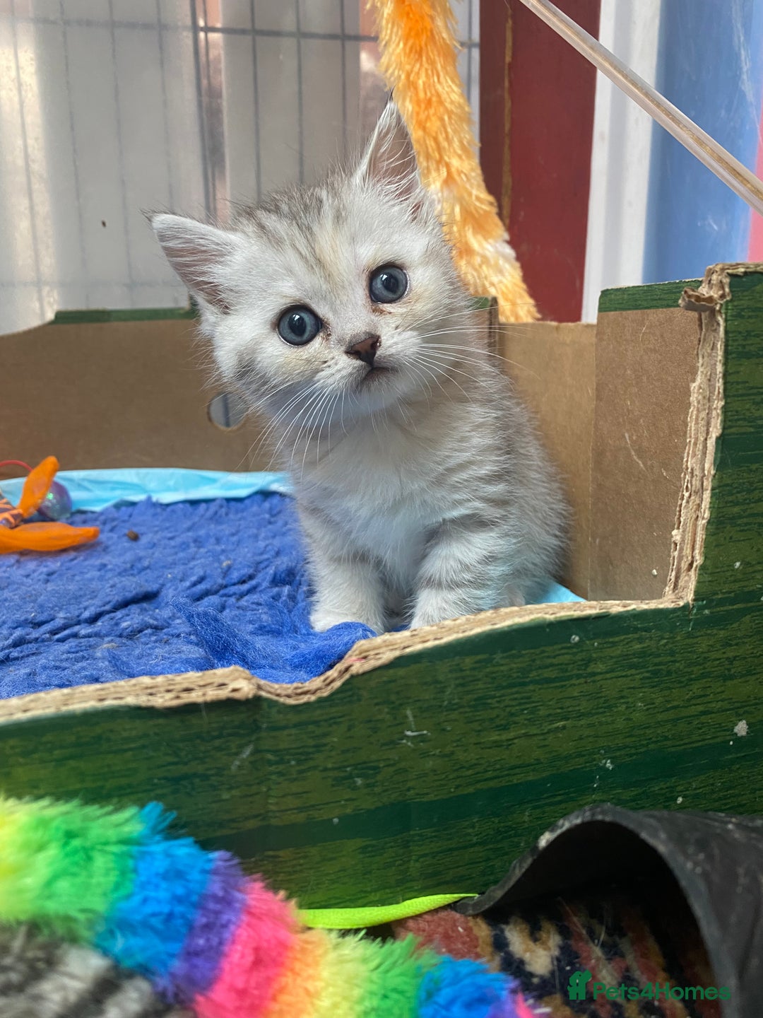 Persian cats for sale: Silver and Cream chinchilla Persian cross kittens - Image 1