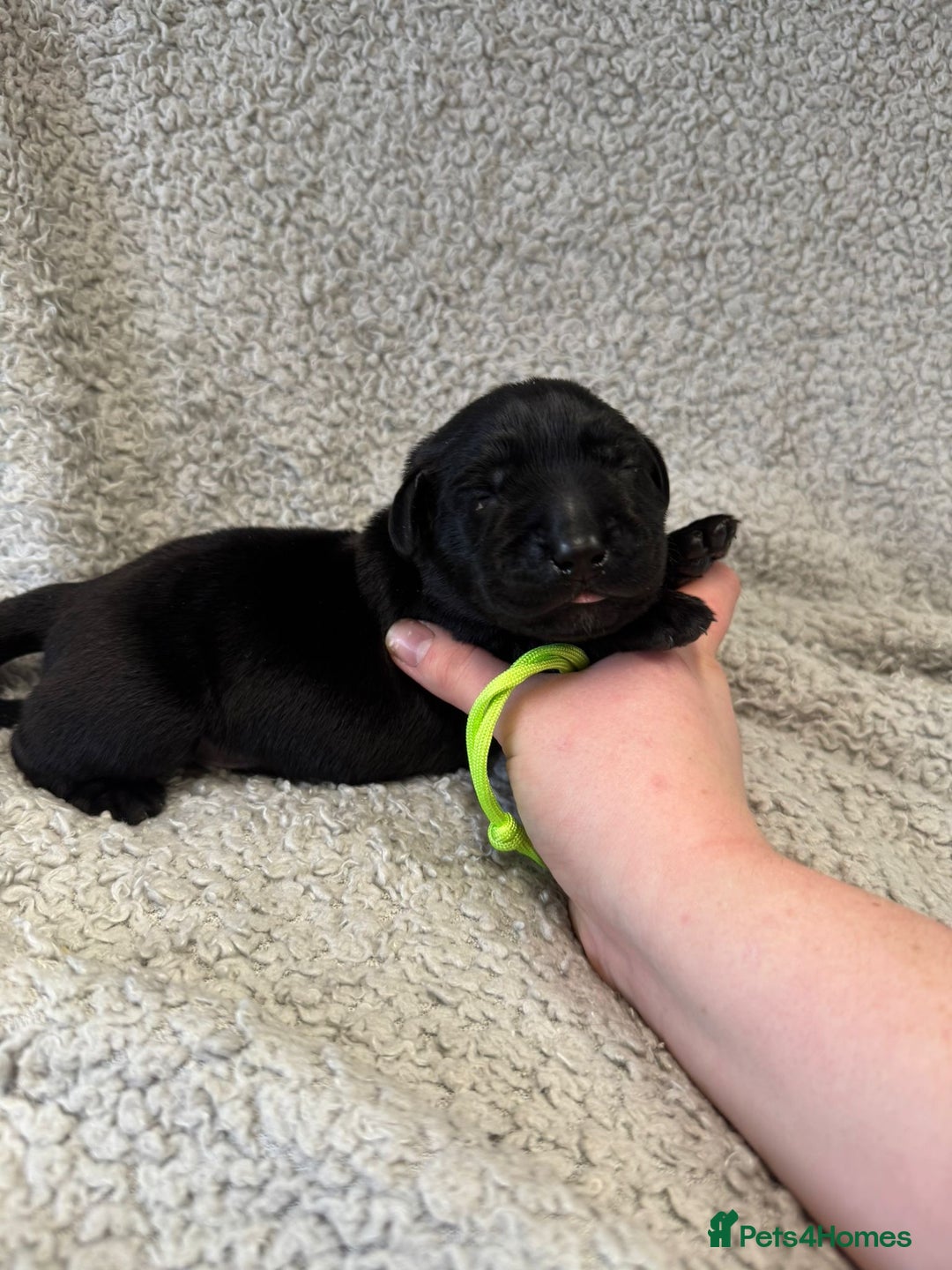 Goldador dogs for sale: Gorgeous Black Goldadors   - Advert 12