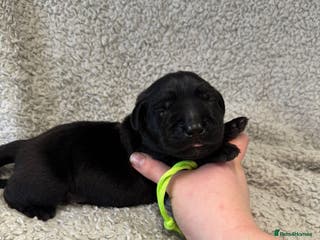 Goldador dogs Gorgeous Black Goldadors - Advert 6