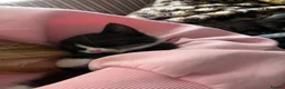 Domestic Shorthair cats for sale: 2 fully black and 3 tuxedo kittens  in Rugby - Advert 7