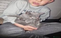 British Shorthair cats for sale:  Beautiful BSH kittens in West London - Image 2