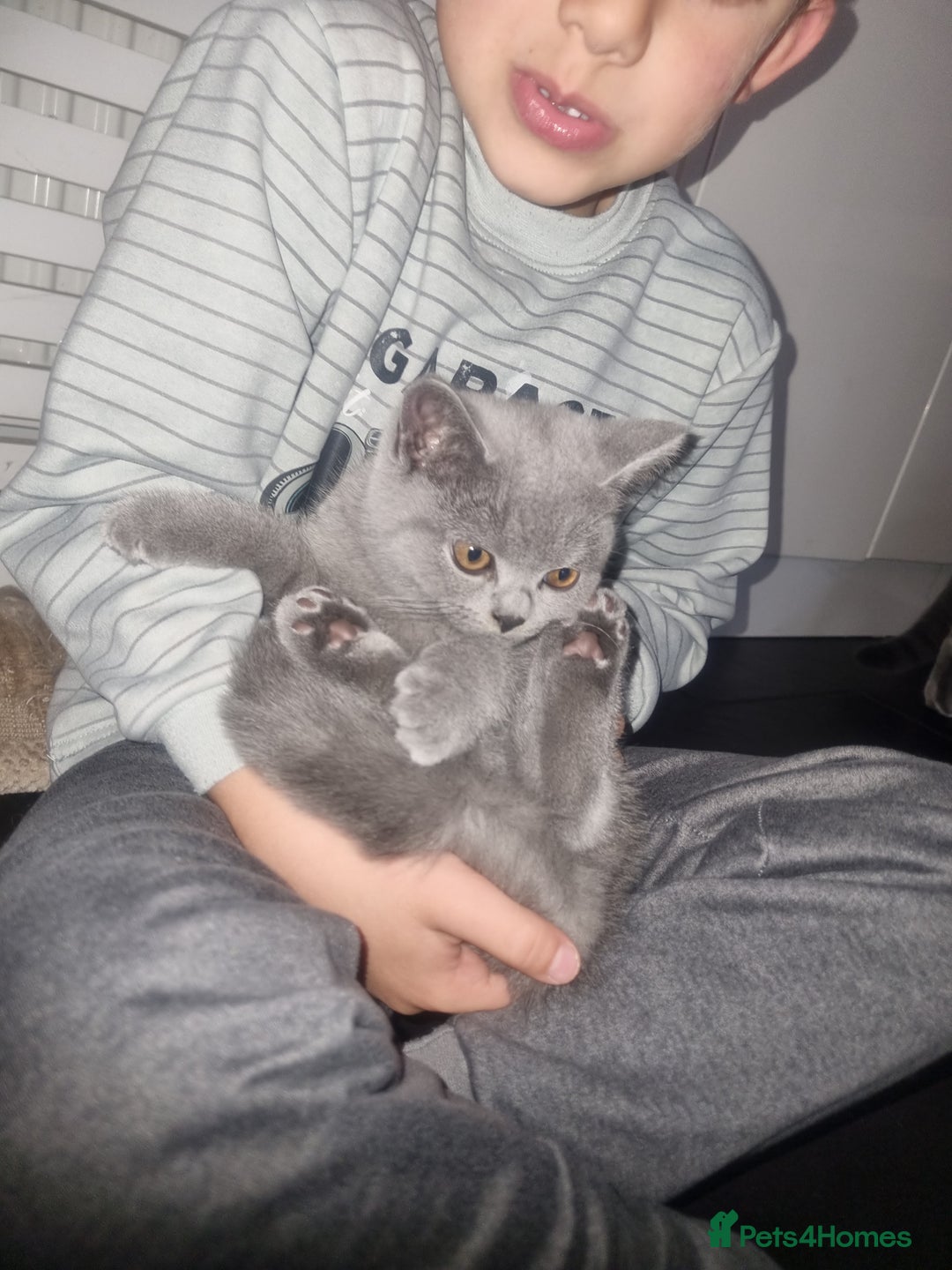British Shorthair cats for sale:  Beautiful BSH kittens in West London - Image 2