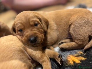 Labrador Retriever dogs Stunning 5* KC registered Fox Red Labradors - Advert 17