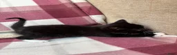 Mixed Breed cats for sale: Beautiful kittens  - Advert 6