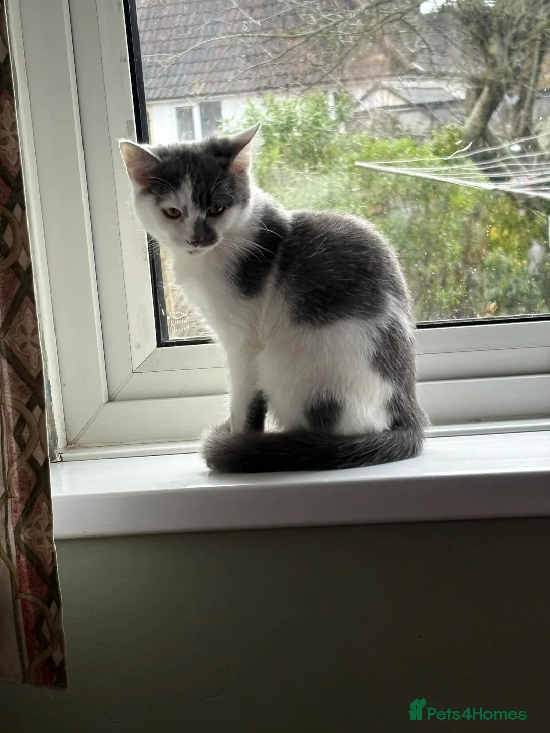 Mixed Breed cats for sale: Gorgeous male kitten  - Advert 2