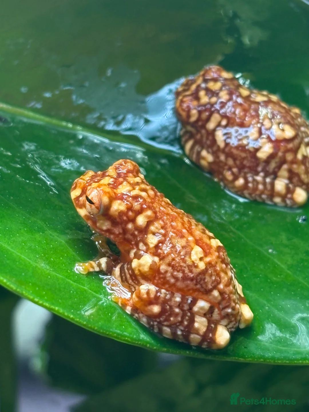 Frog reptiles for sale: Wallace flying frogs for sale - Advert 3