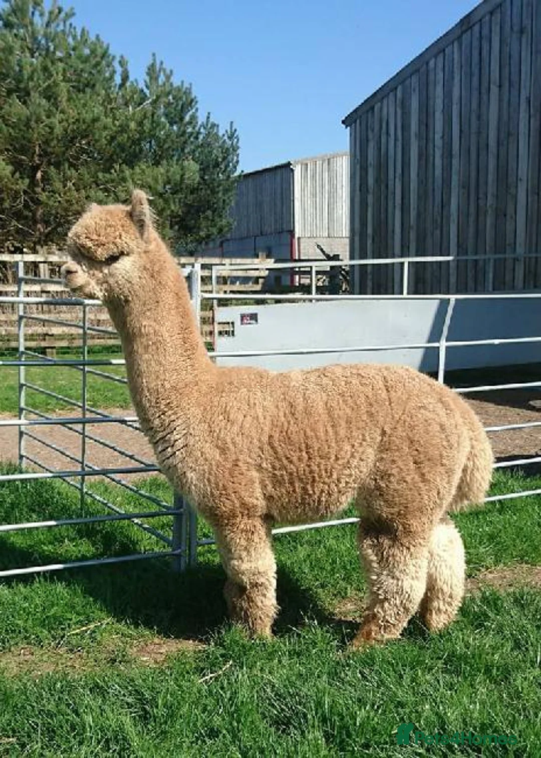 Alpaca livestock for sale: Walking boys - Advert 3
