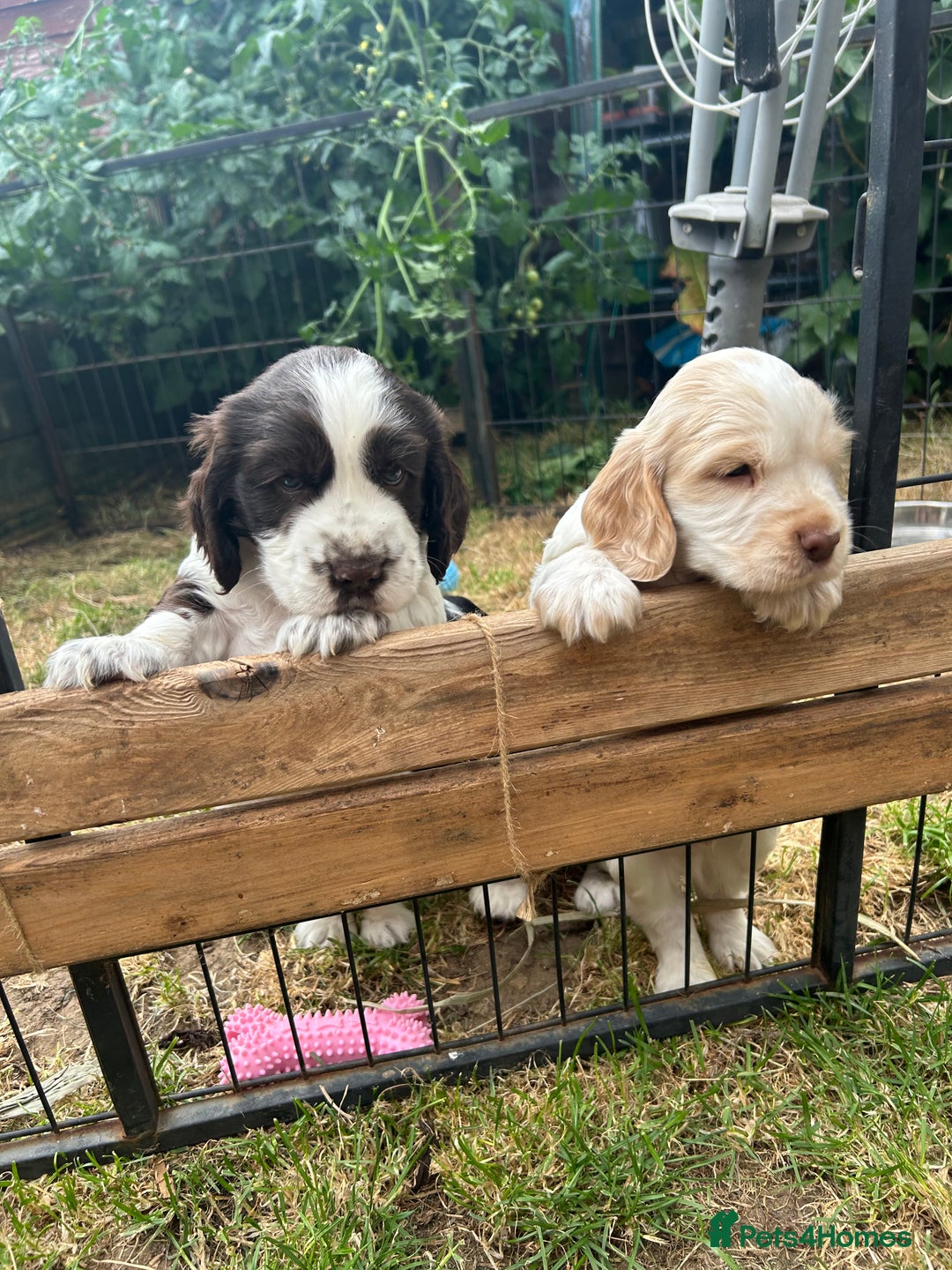 Cocker Spaniel dogs for sale: Gorgeous Cocker Spaniel Puppies - Image 4